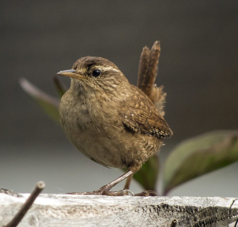 Wren standing on a fence