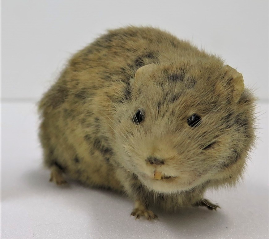 Photograph of a specimen of a field vole
