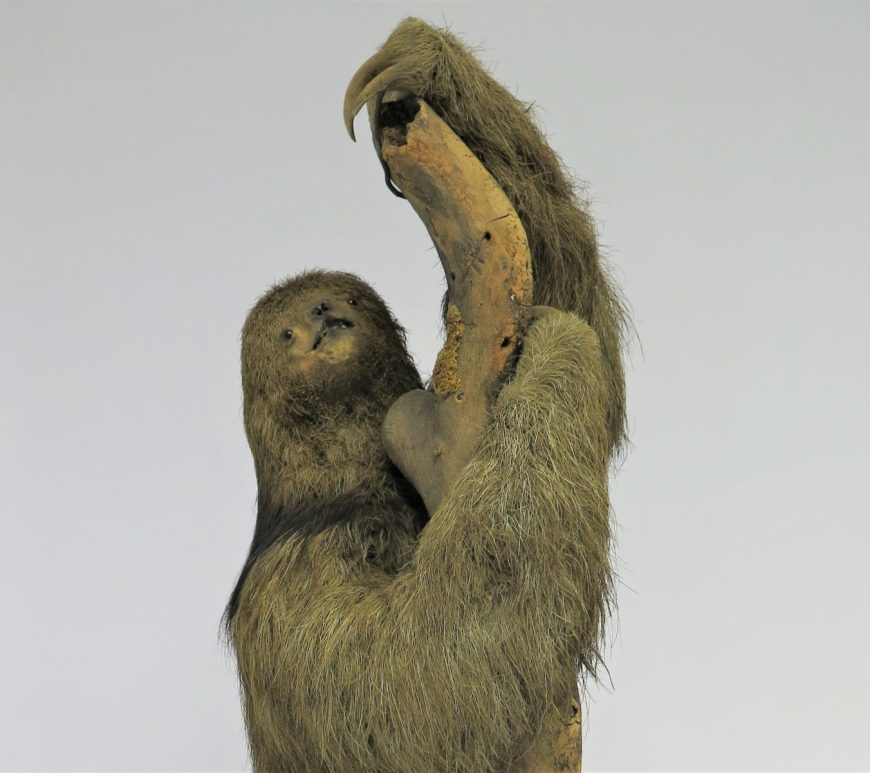 Photograph of a taxidermy sloth
