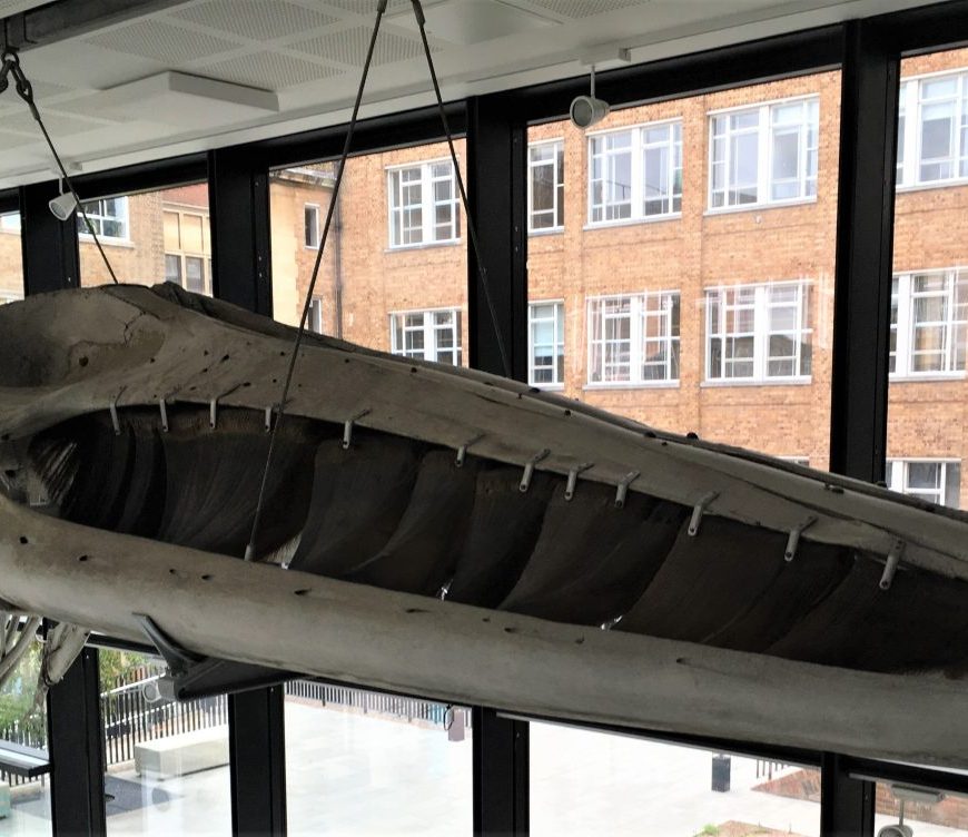 Photograph of the skull of a fin whale skeleton