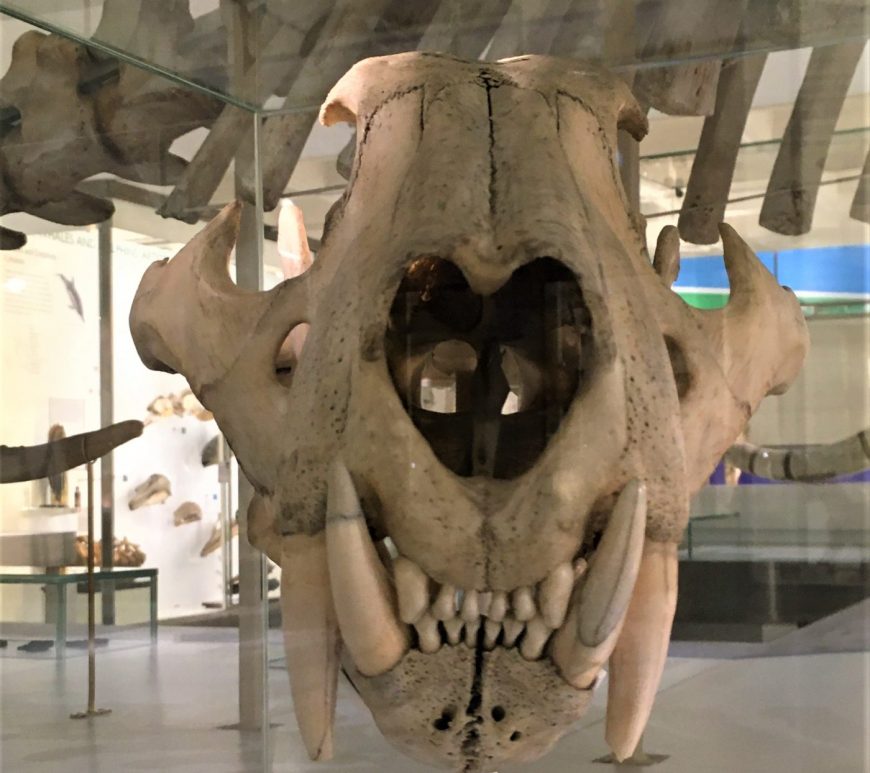 Photograph of a tiger skull on display in the Museum of Zoology