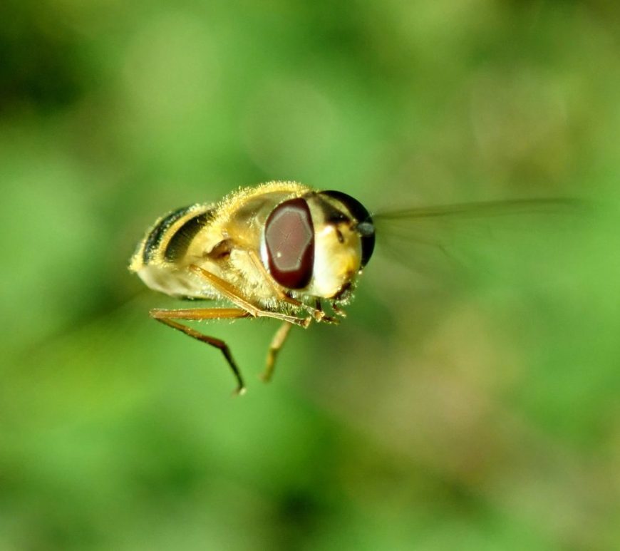 Photograph of a hoverfly hovering