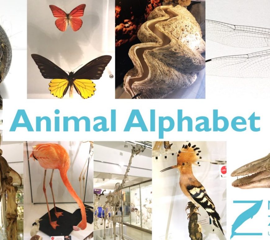 Animal Alphabet title page