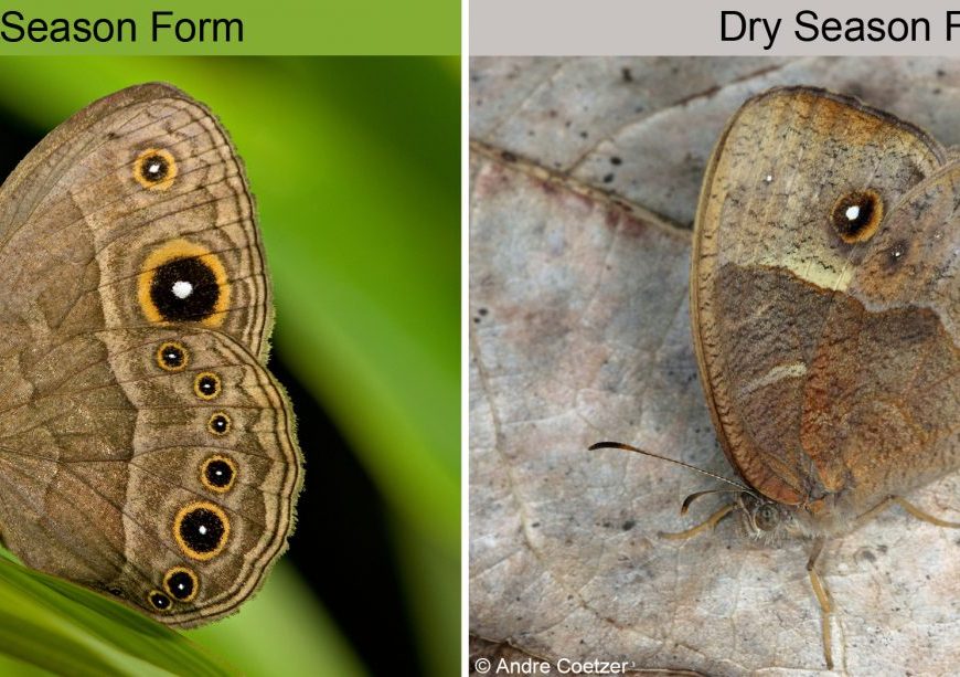 Two images showing the same butterfly species in wet season and dry season