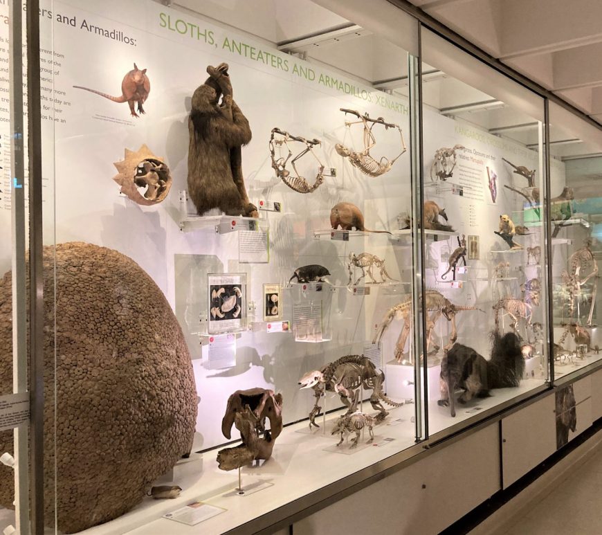 Photograph of the display of xenarthrans in the Museum