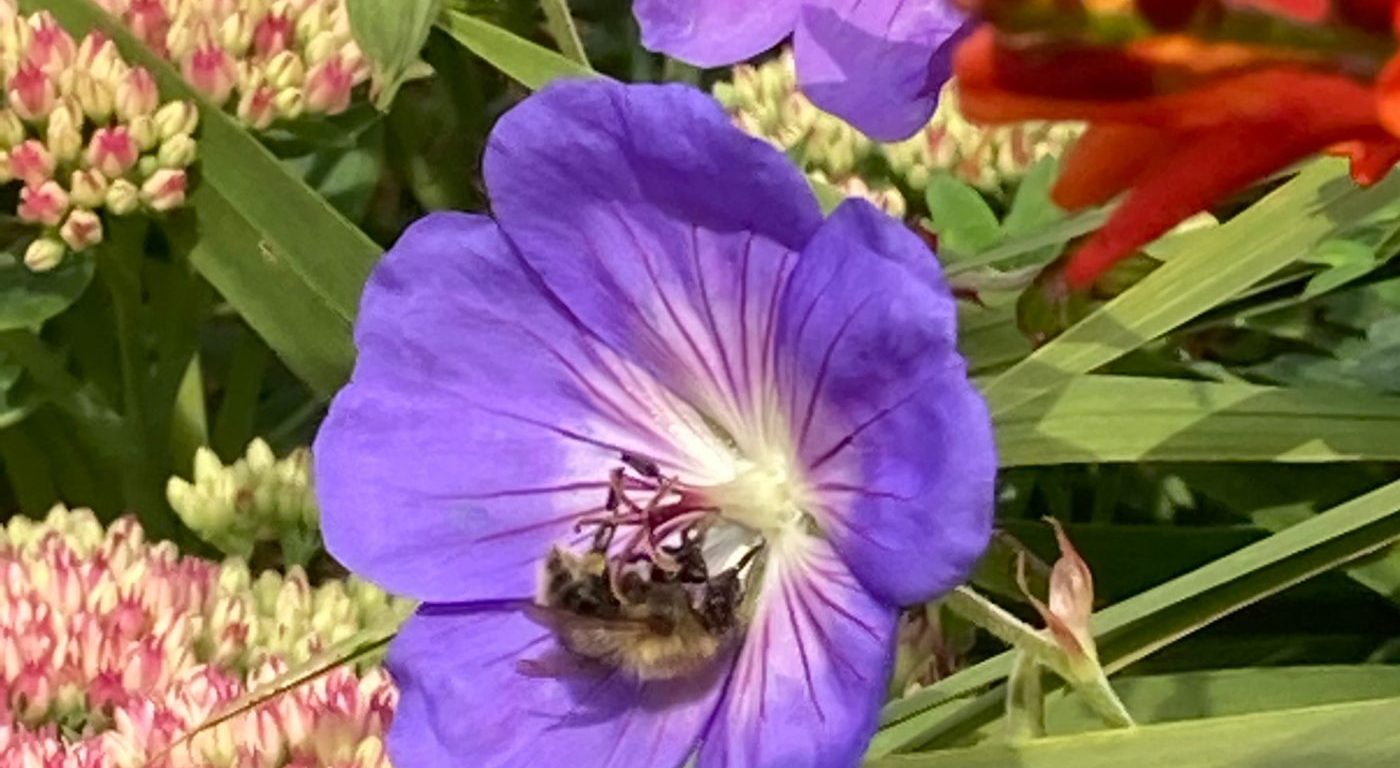 Photograph of a bee pollinating a cranesbill
