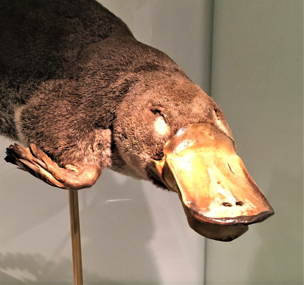 Photograph of the head region of a taxidermied platypus