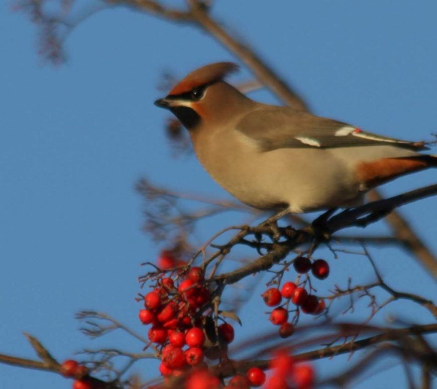 Waxwing perched with berries