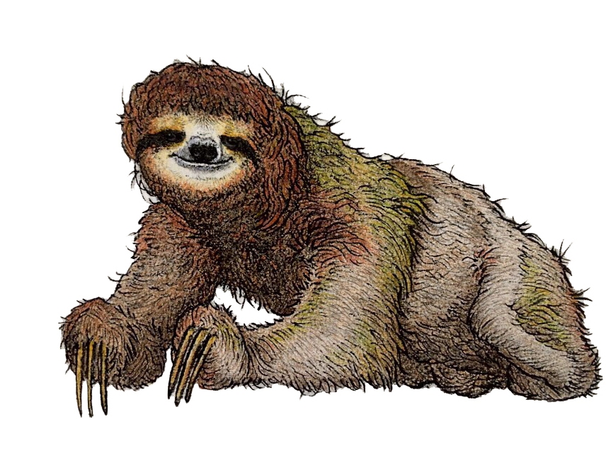 Illustration of a brown-throated sloth three-toed sloth