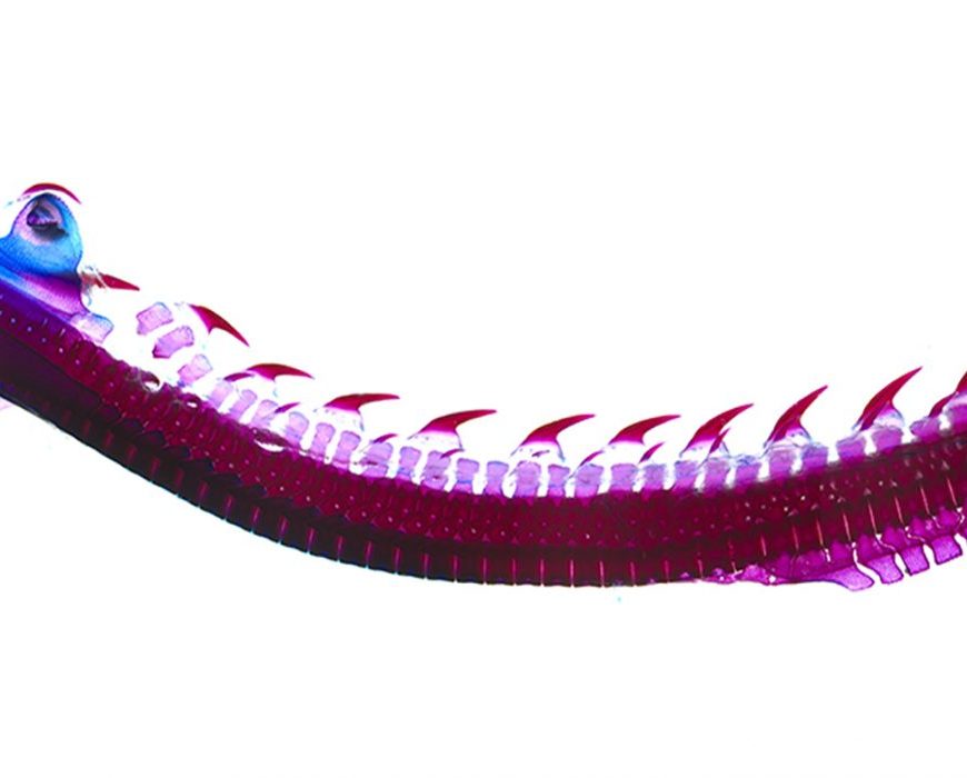 A cleared and stained backbone from a hatchling skate. Red staining indicates mineralised cartilage and blue staining indicates unmineralised cartilage.