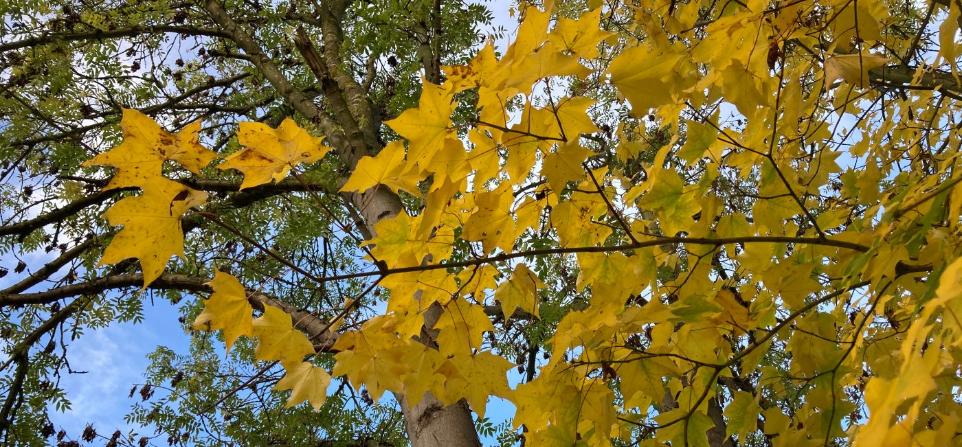 Photograph of autumn trees in Cambridge