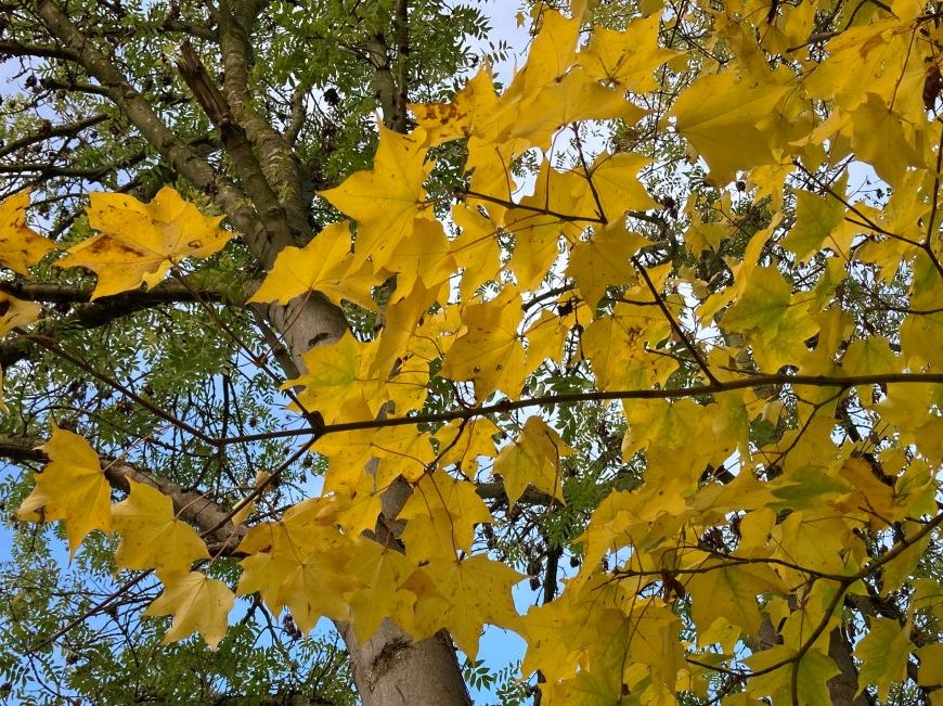 Photograph of autumn trees in Cambridge
