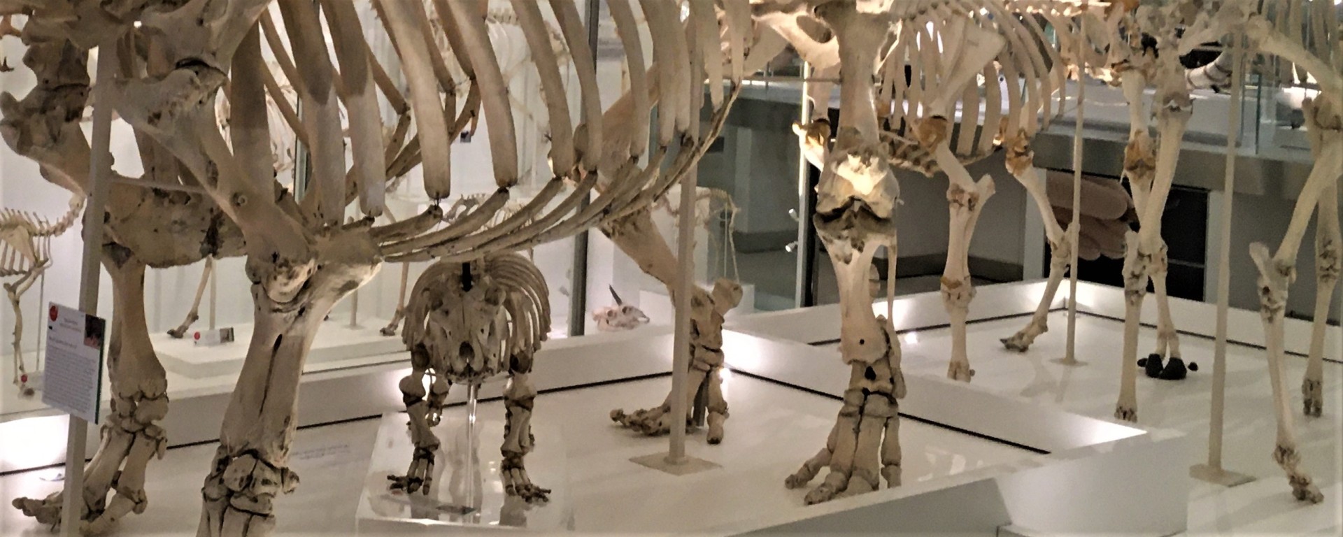 Legs of skeletons of hippo and other large herbivorous mammals, with a hippo calf skeleton