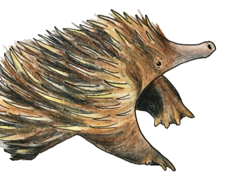 Illustration of a puggle, a baby echidna