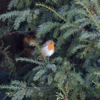 Robin perched in a yew tree