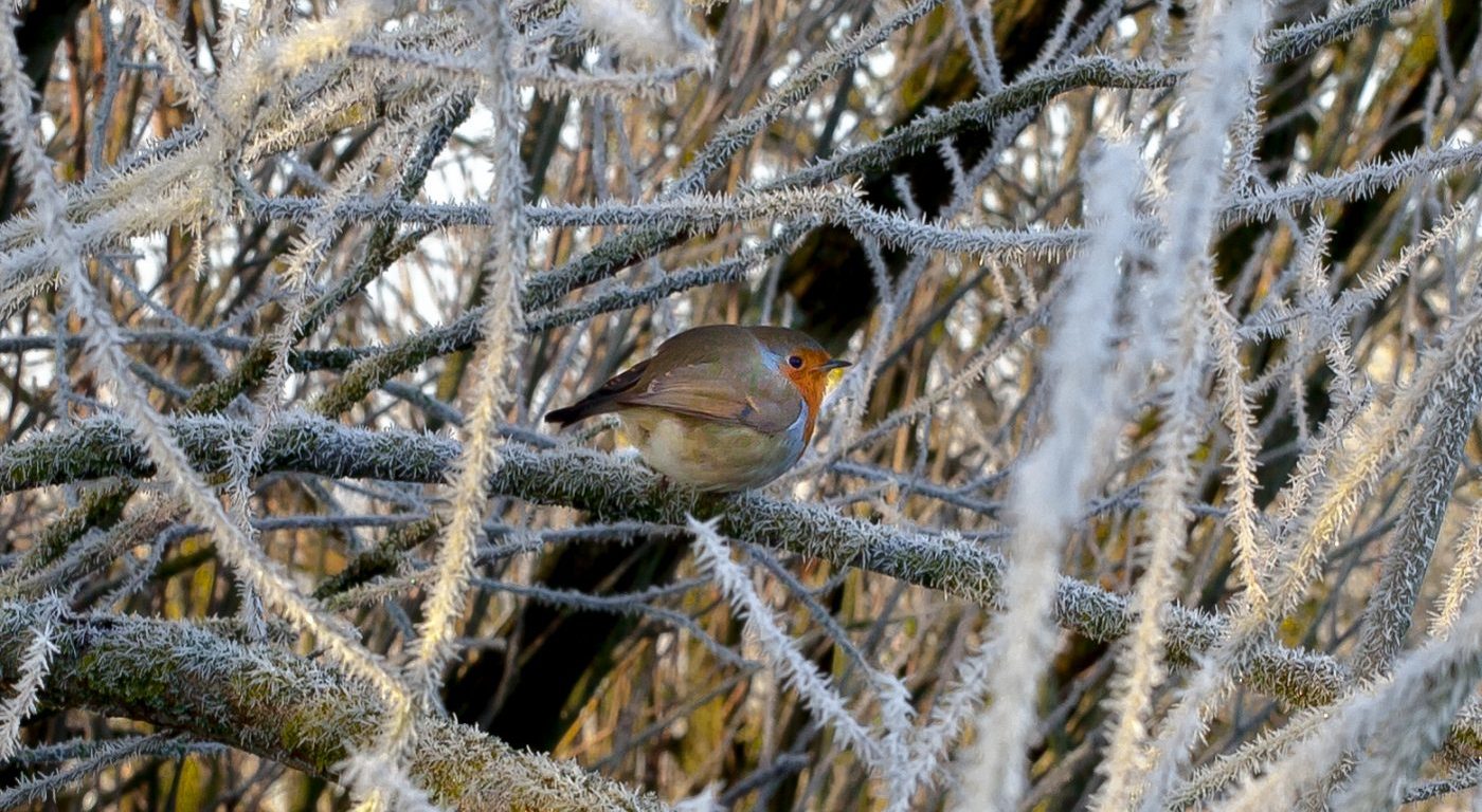 Robin on the frosted branches of a willow