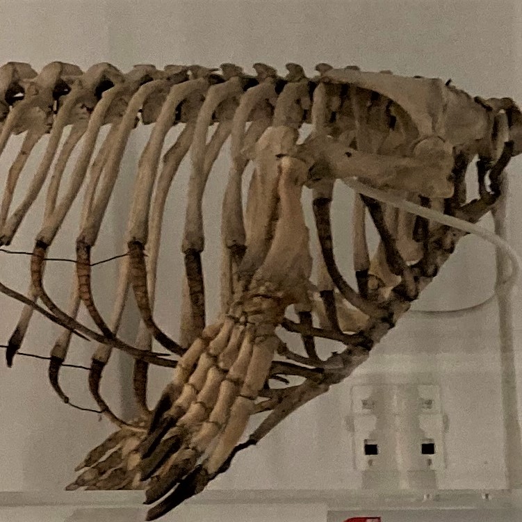 Forelimb and ribcage skeleton of an animal