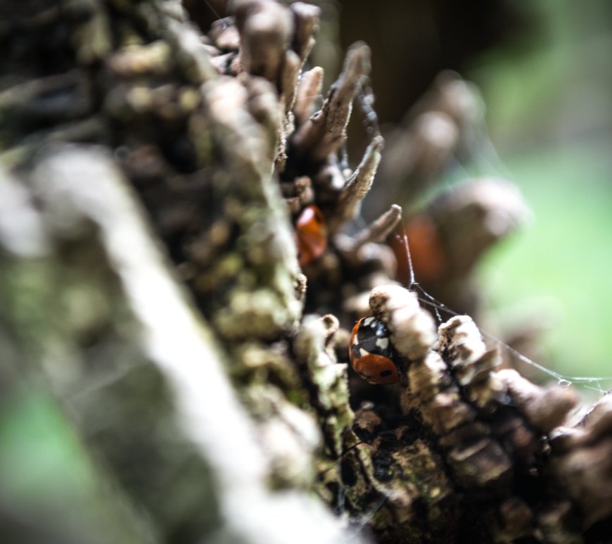 Ladybirds in the crevices of a branch