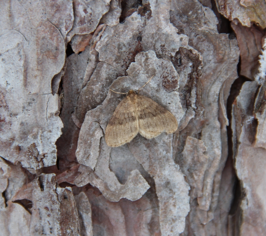 Winter moth on pine tree bark