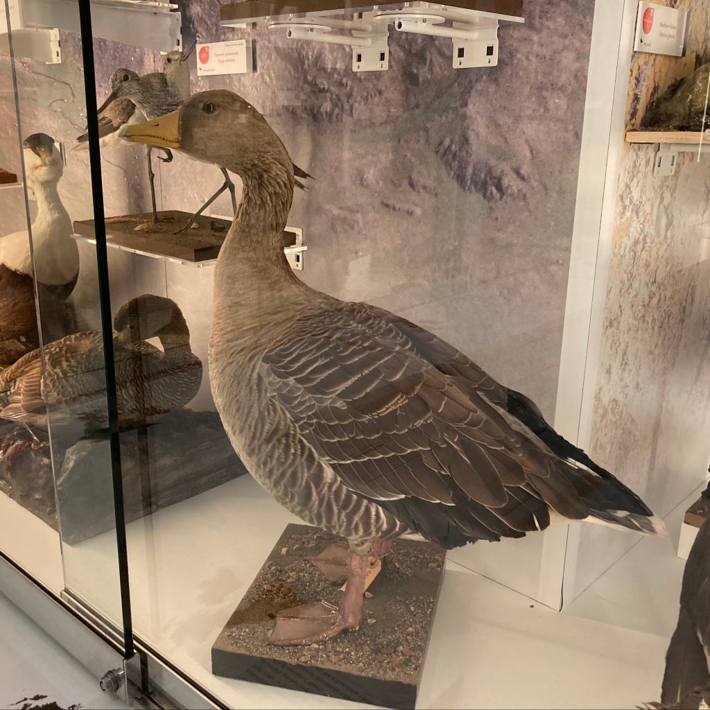 Greylag goose specimen in the Museum of Zoology