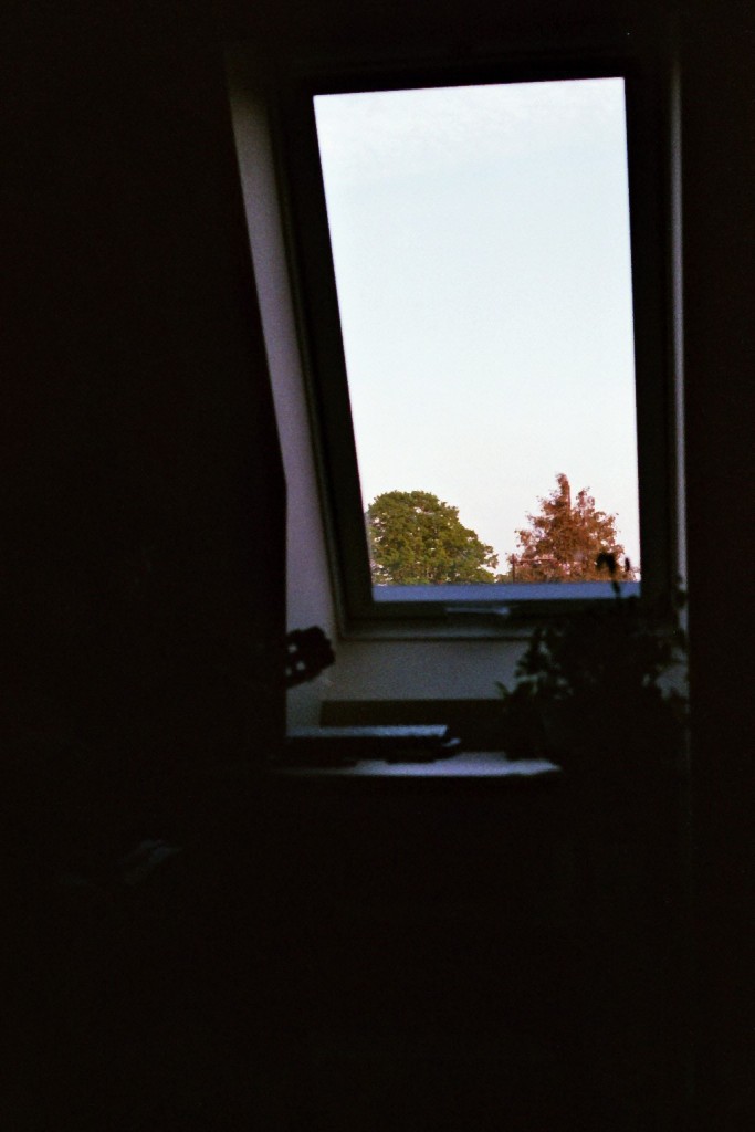 Sweet chestnut and fir tree viewed through a window