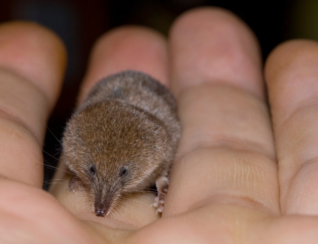 Pygmy shrew on a hand