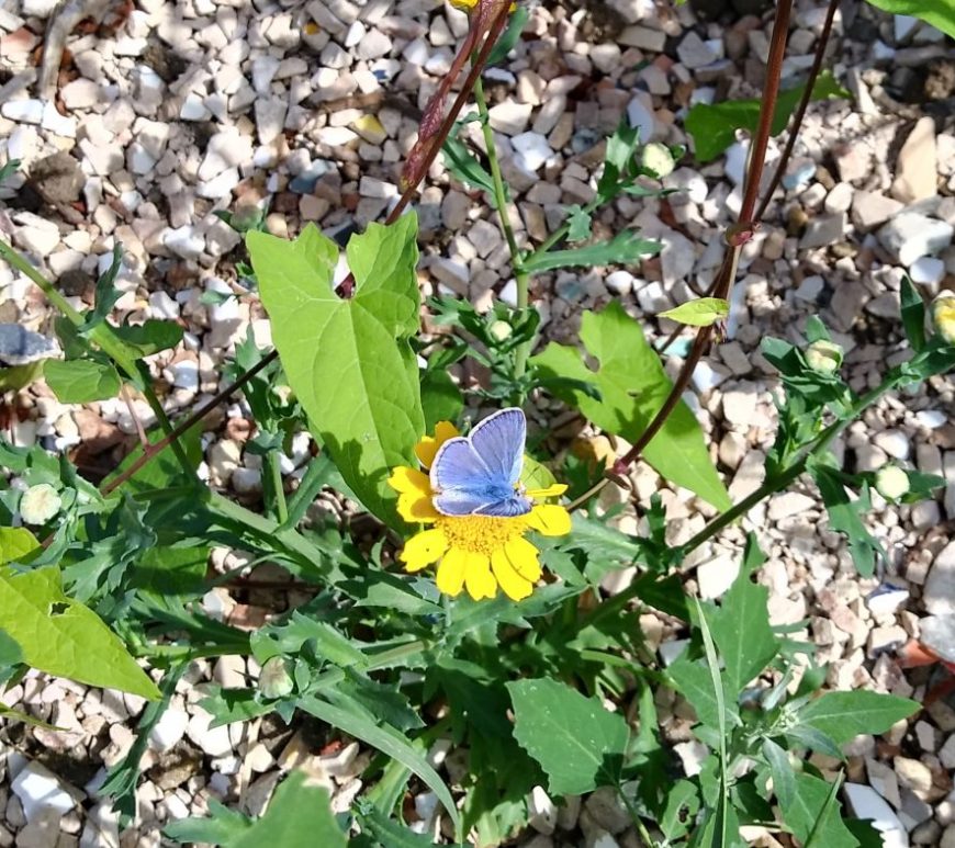 Common blue butterfly sat on a yellow flower at brownfield site