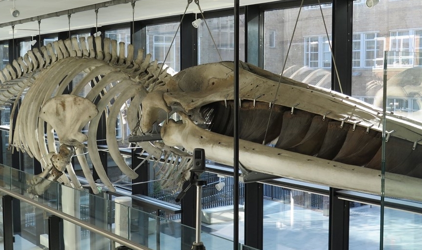 Win whale skeleton at the Museum of Zoology