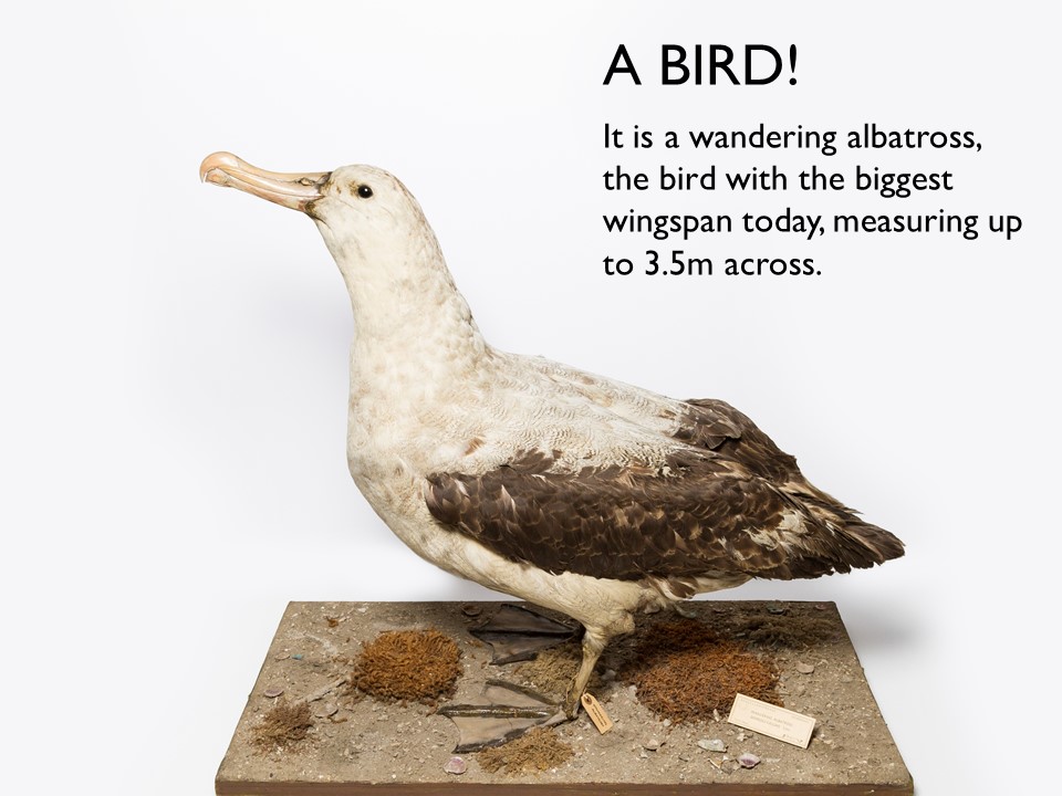 Answer 1 Wandering Albatross