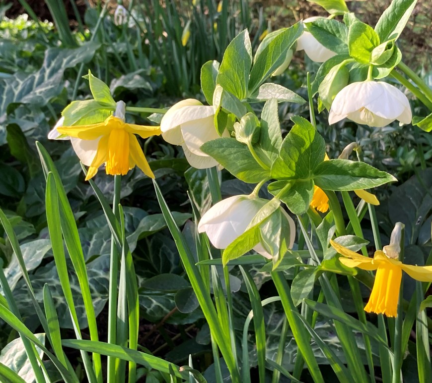 Daffodils and helebores in the Botanic Garden
