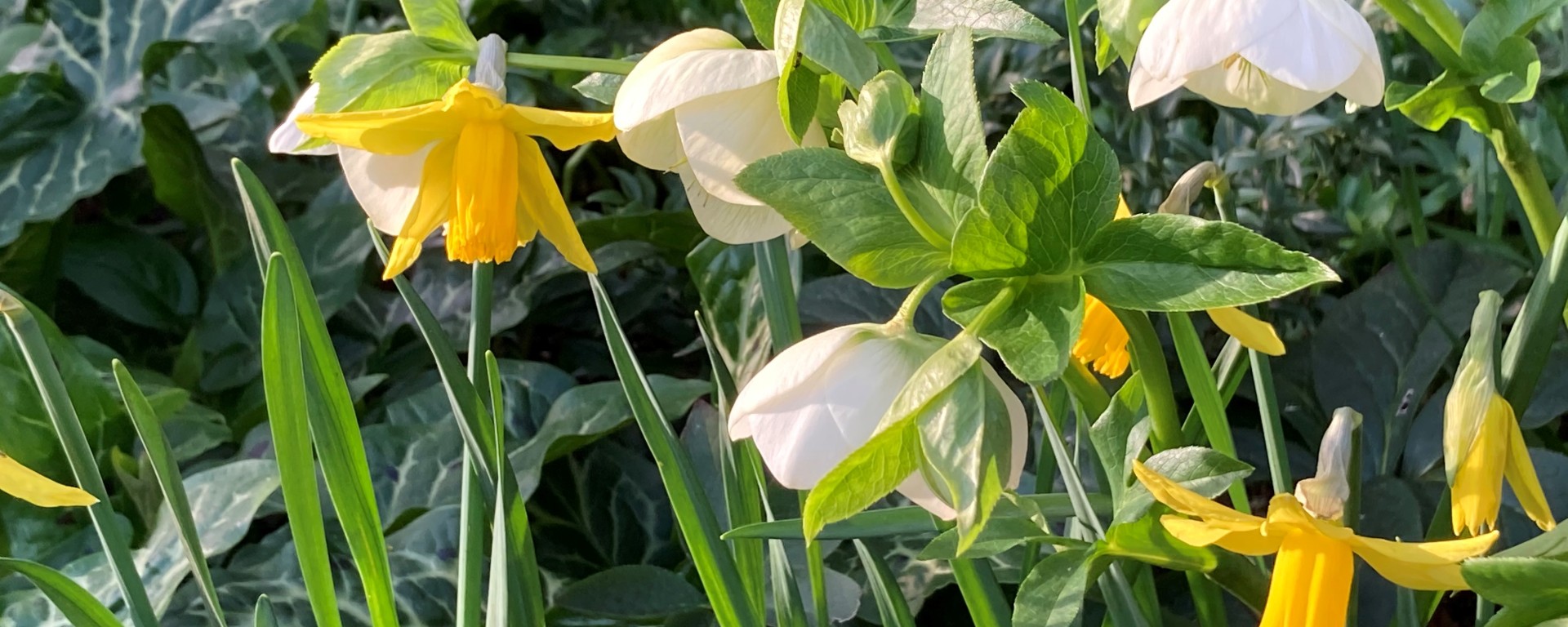 Daffodils and helebores in the Botanic Garden