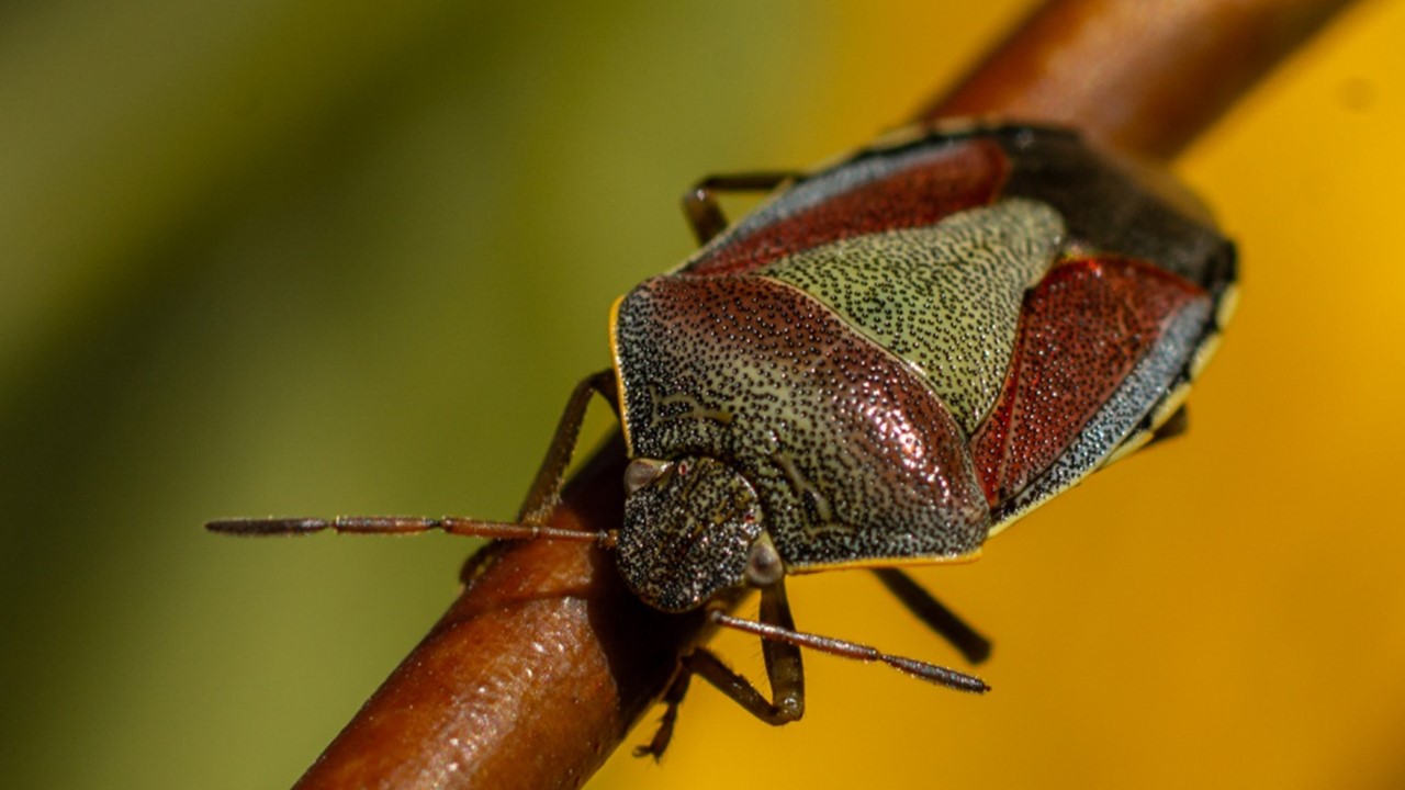 Gorse shieldbug on a branch
