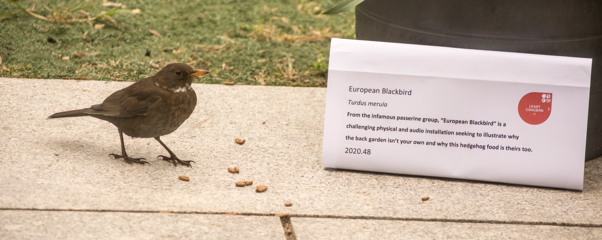 Blackbird next to a mocked-up museum label