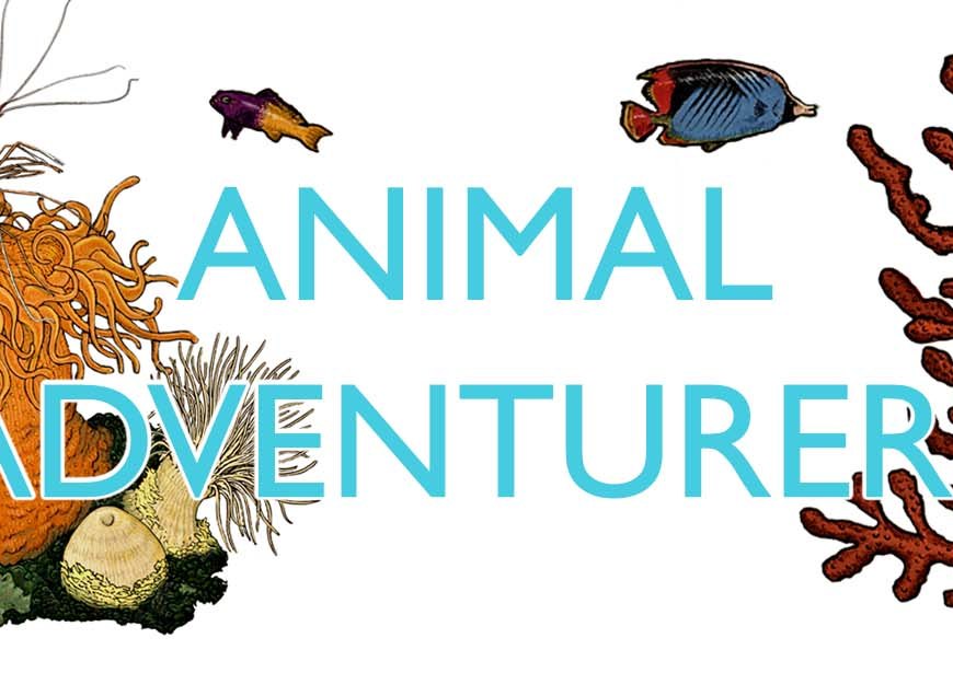 Animal adventurers banner with illustrations by Pablo Donado