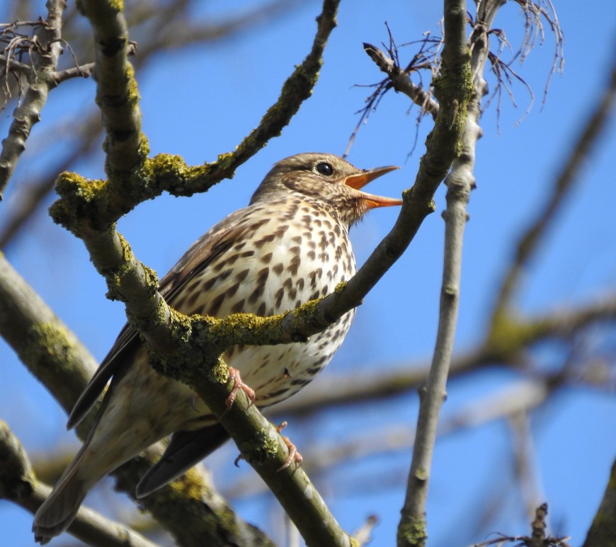 Song Thrush singing in a tree
