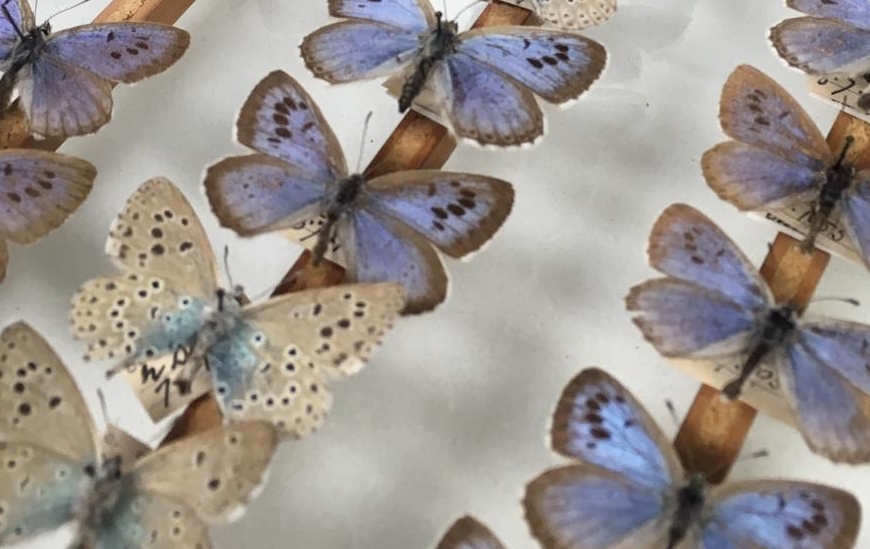 Close up of a drawer of large blue butterflies in the Museum of Zoology
