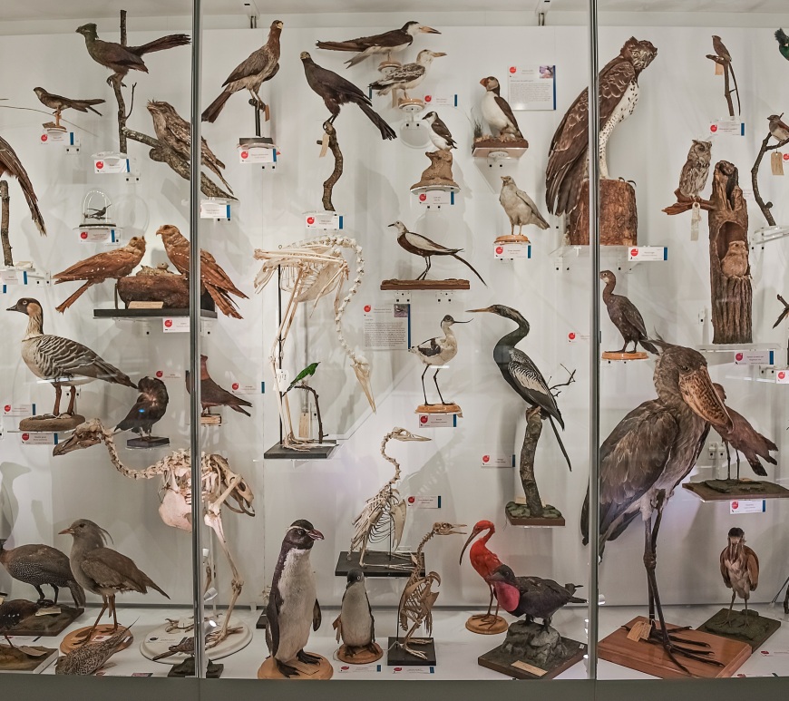 Bird display at the Museum of Zoology