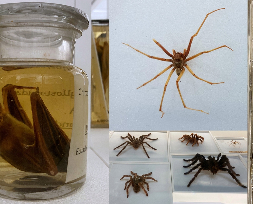 Spiders, snakes, vampire bat and lamprey specimens