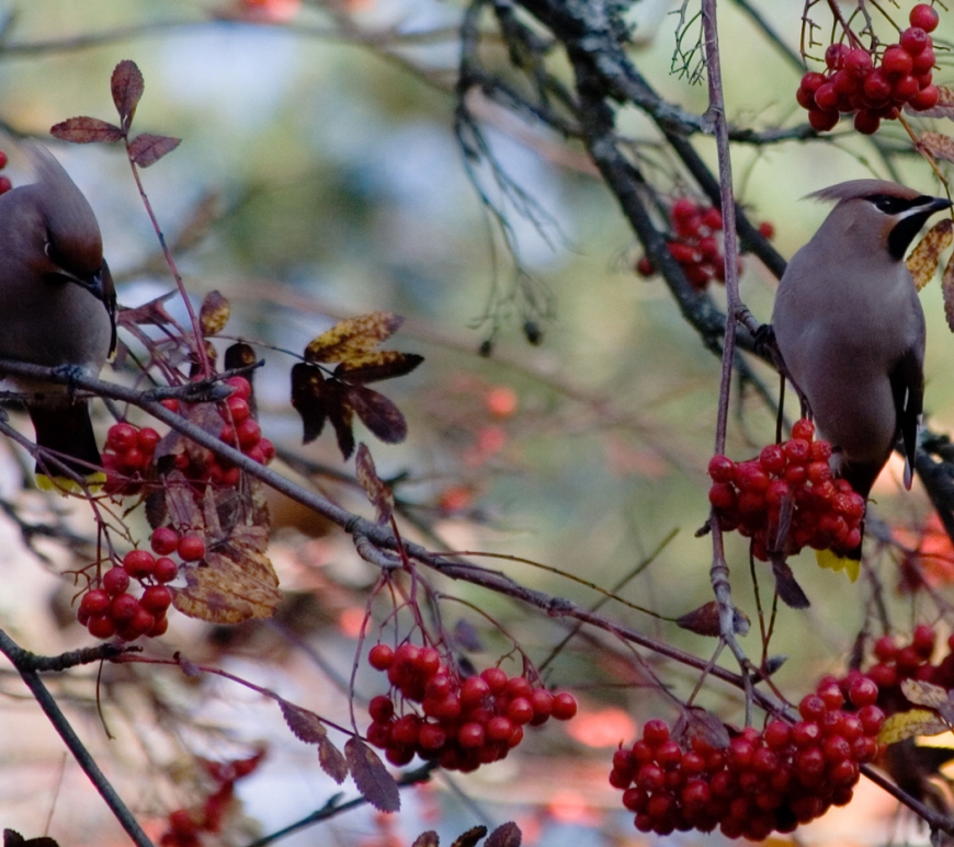 Pair of waxwings surrounded by berries in a tree