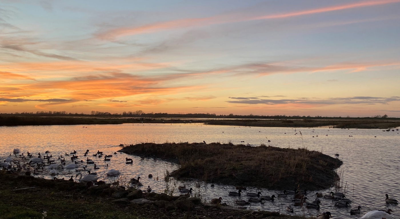 View of Welney Wetlands Centre at sunset, with swans and ducks feeding in the foreground
