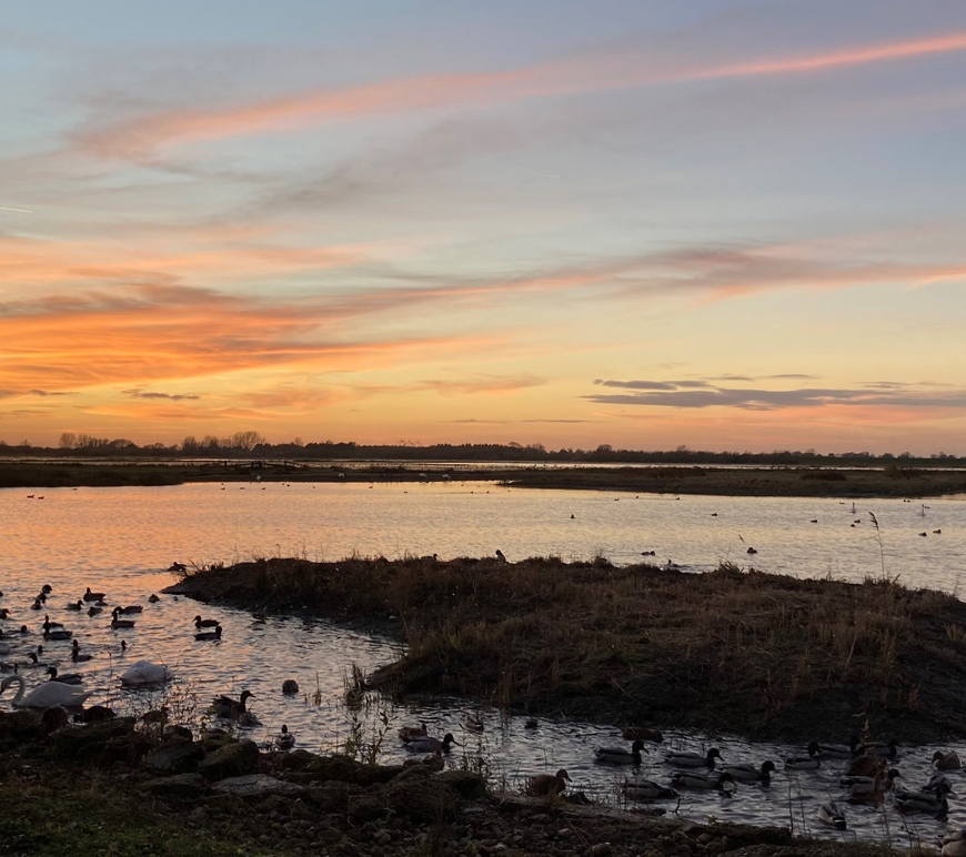 View of Welney Wetlands Centre at sunset, with swans and ducks feeding in the foreground