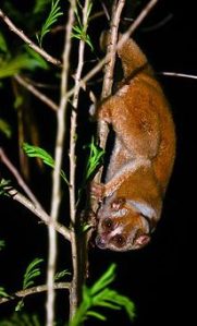 Slow loris climbing down a branch