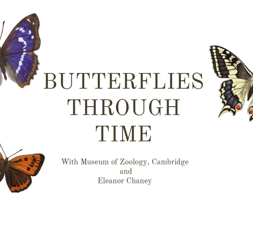 Butterflies through time title page