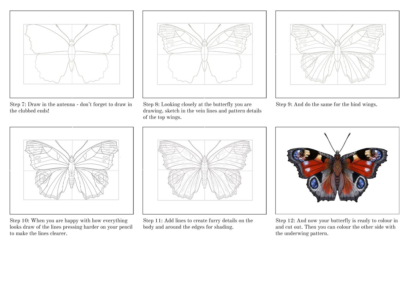 Step-by-step guide to draw a butterfly 2