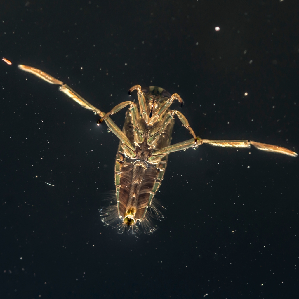 Backswimmer in water