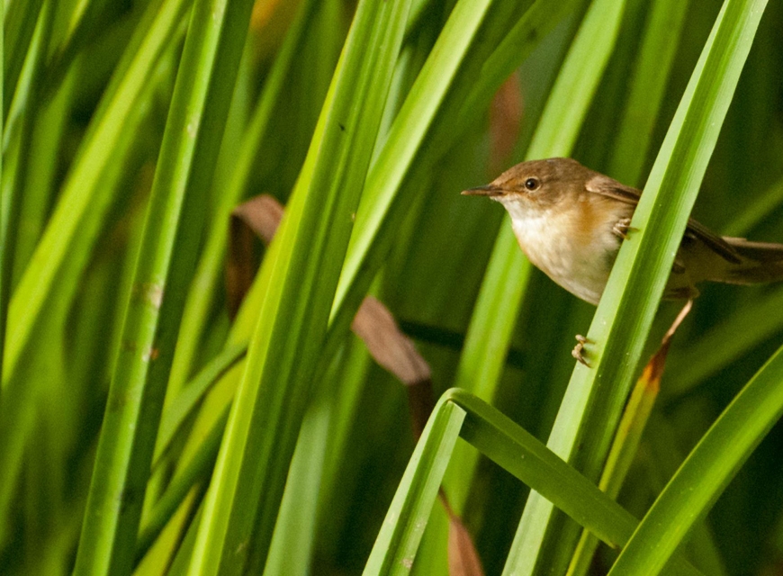 Reed warbler in long grasses