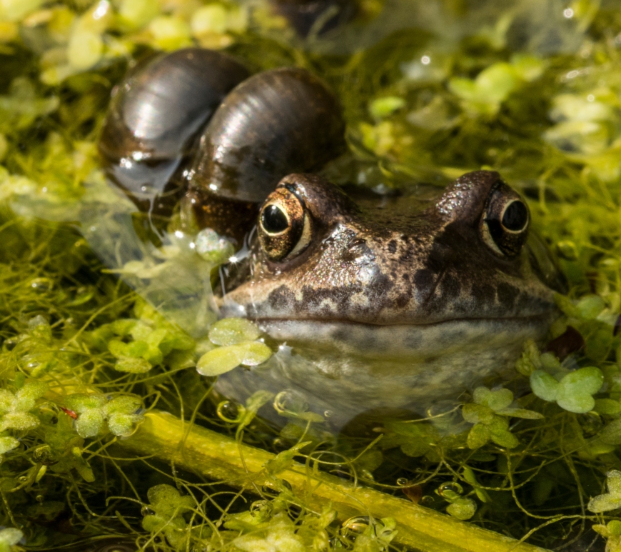 Frog and snail at the surface of a pond