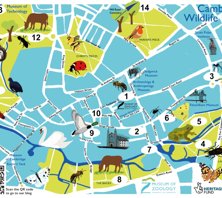 map of Cambridge city with 'spots' showing where to discover wildlife. Illustrations of animals sit on top of map
