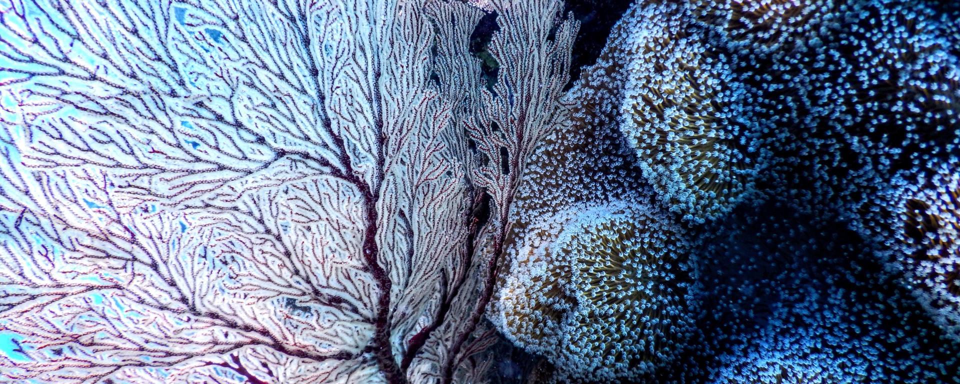 Living corals showing abstract shapes