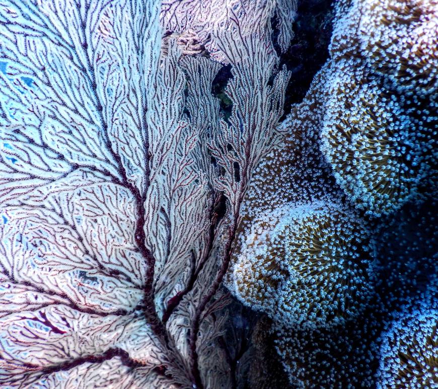 Living corals showing abstract shapes